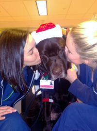 Staff give Tugger some love